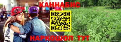сатива Кузнецк