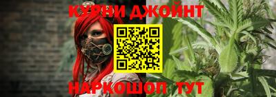 сатива Кузнецк